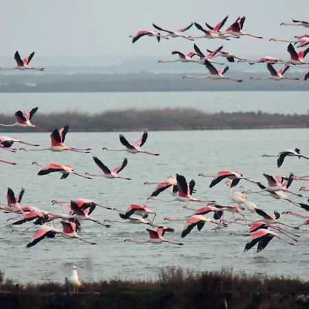 Cortina 2-34 Holiday home Lido di Pomposa